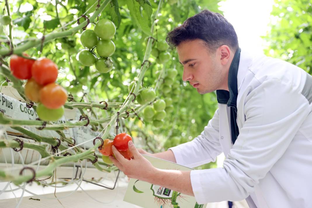 Çürük buharla Konya'da 1600 ton üretiliyor: Yabancı alıcı kapış kapış kaçırmıyor 3